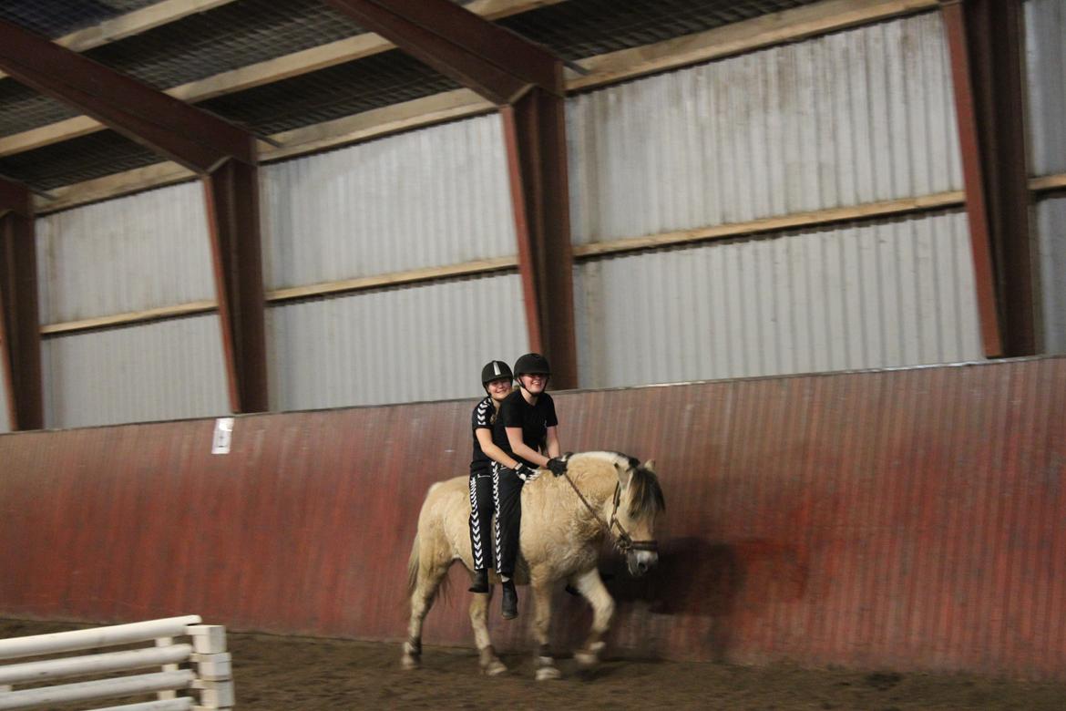 Fjordhest Bamse - i dette tilfælde er tre ikke en for meget billede 10