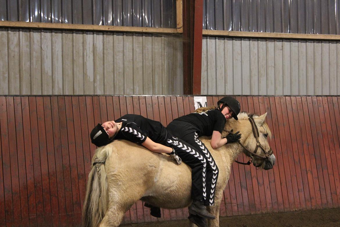 Fjordhest Bamse - Bamse er elsket billede 11