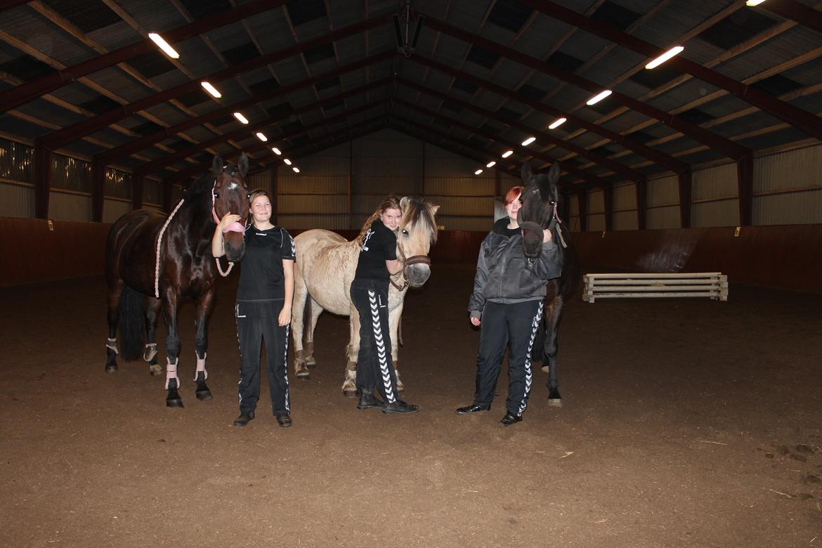 Fjordhest Bamse - we love our horses billede 12