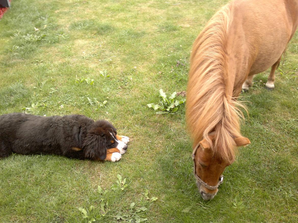 Shetlænder misty <33 - Misty og molly <33 billede 6