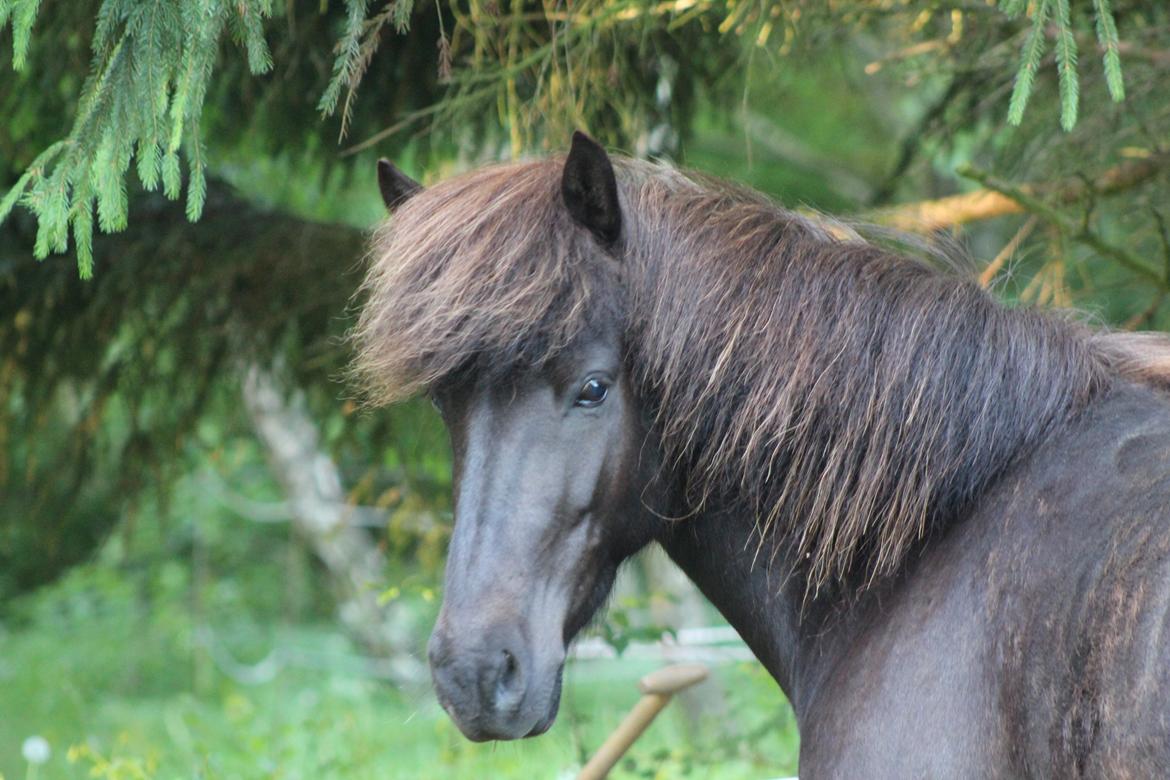 Islænder Framtið tindsgarði billede 16