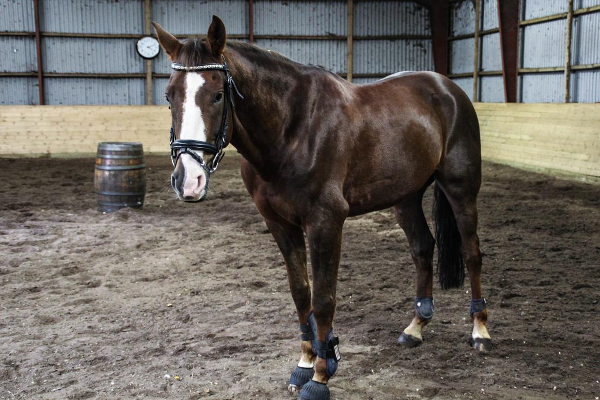 Anden særlig race Bacardi - velkommen :) billede 5