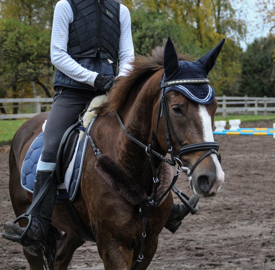 Anden særlig race Bacardi billede 17