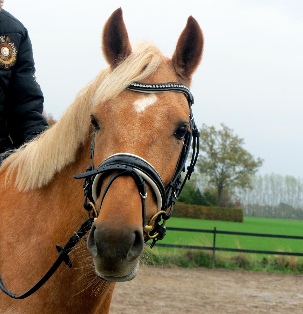 Anden særlig race Rainy June billede 9