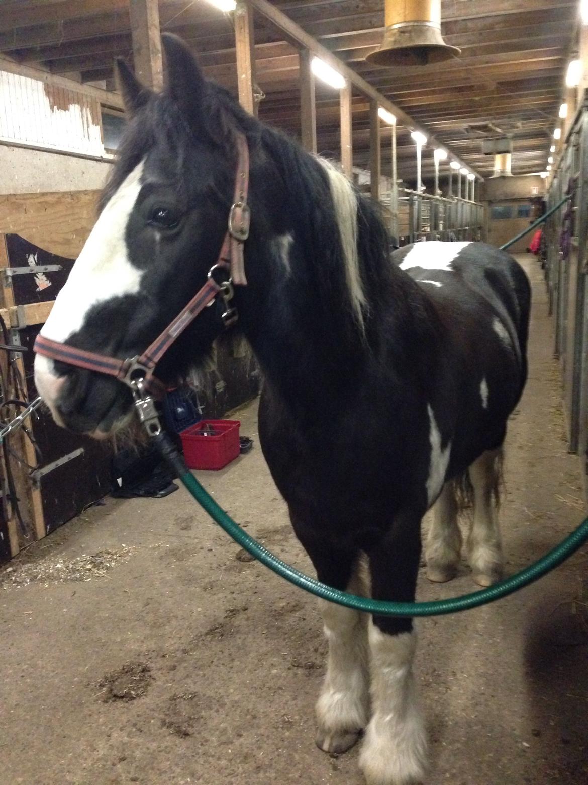 Tinker Toby (den bedste) - 1) Sidste gang jeg så ham.. billede 1