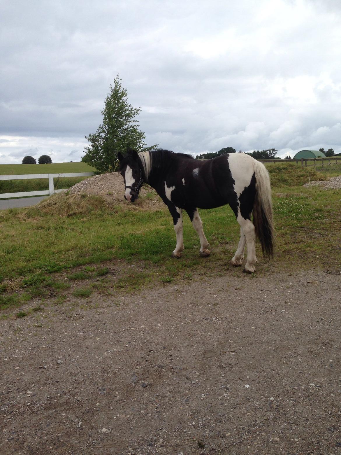 Tinker Toby (den bedste) - 6) Fra sommerridelejren, Toby var (næsten) min i 5 dage.  billede 6