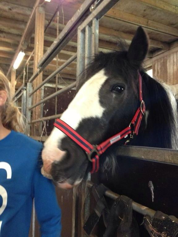 Tinker Toby (den bedste) - 7) Toby, en rigtig nussegøj! billede 7