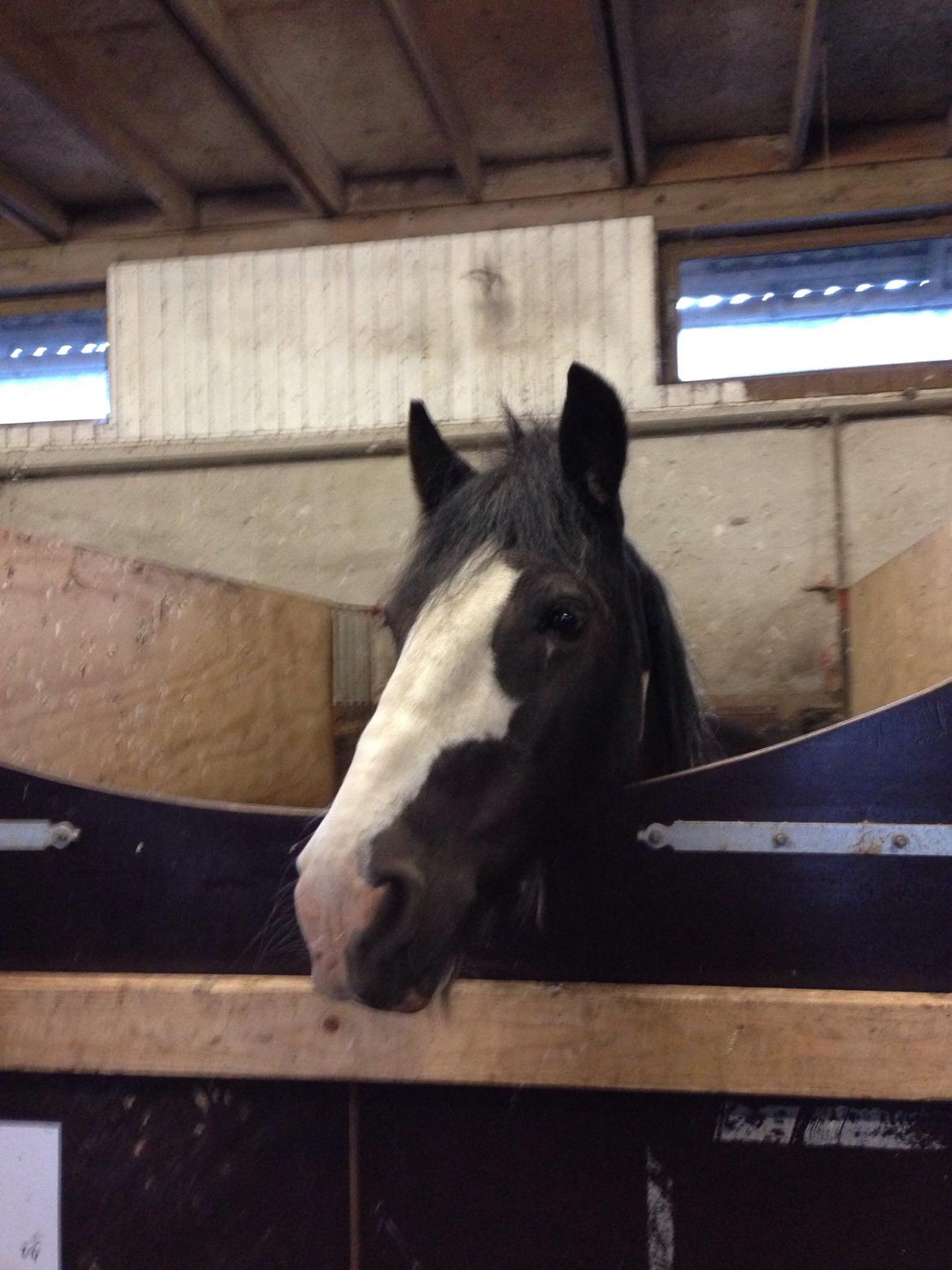 Tinker Toby (den bedste) - 9) Smuksak..  billede 9