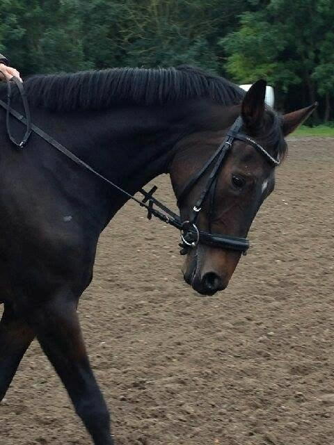 Anden særlig race Missgin *Himmelhest* billede 1