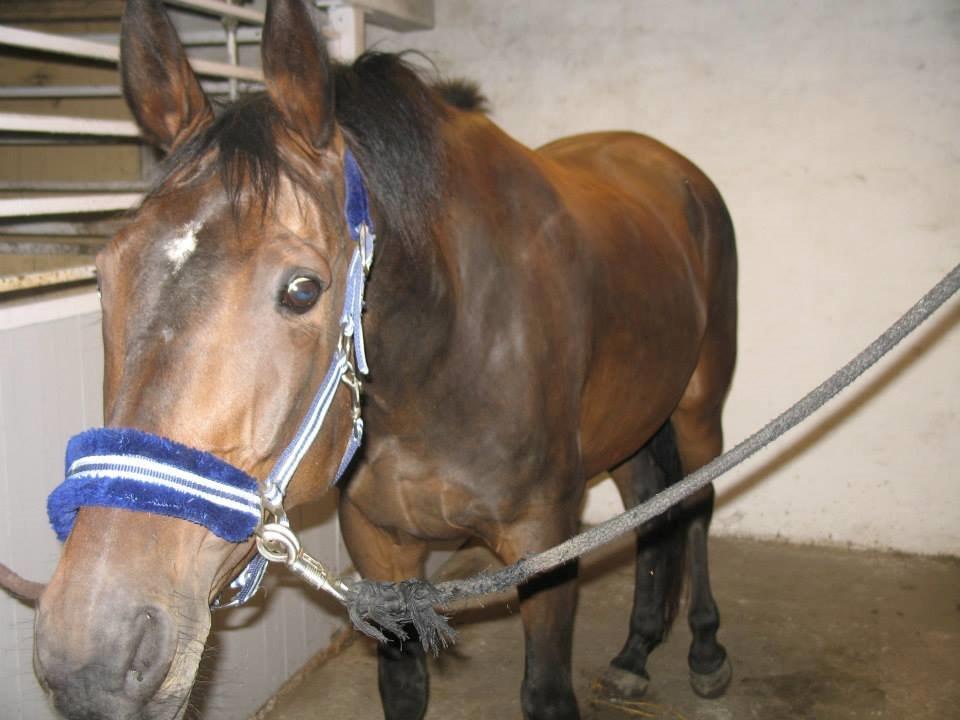 Anden særlig race Missgin *Himmelhest* billede 2