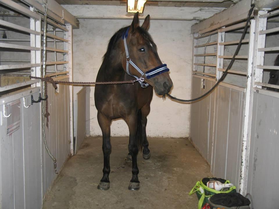 Anden særlig race Missgin *Himmelhest* billede 3