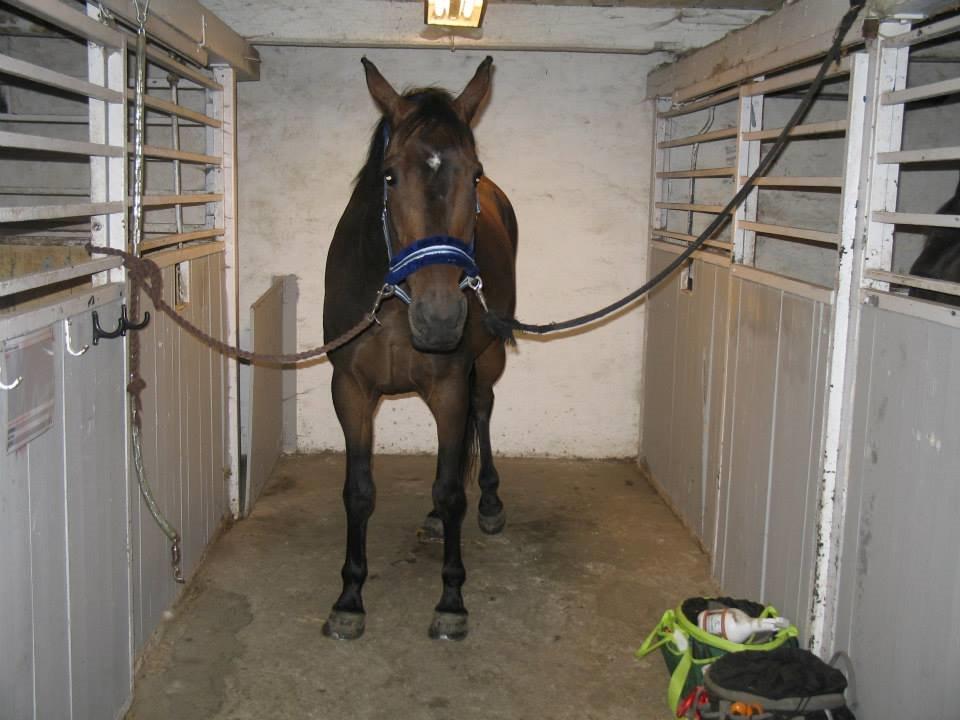 Anden særlig race Missgin *Himmelhest* billede 4