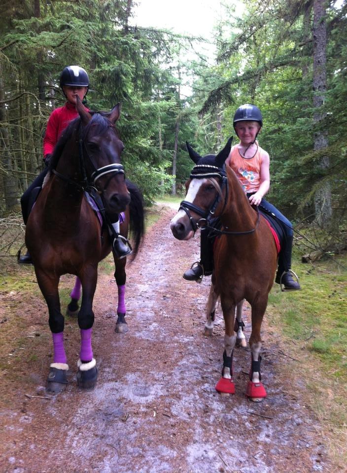 Welsh Pony (sec B) Den deel´s Romeo Savnet - skoven 2013 billede 14