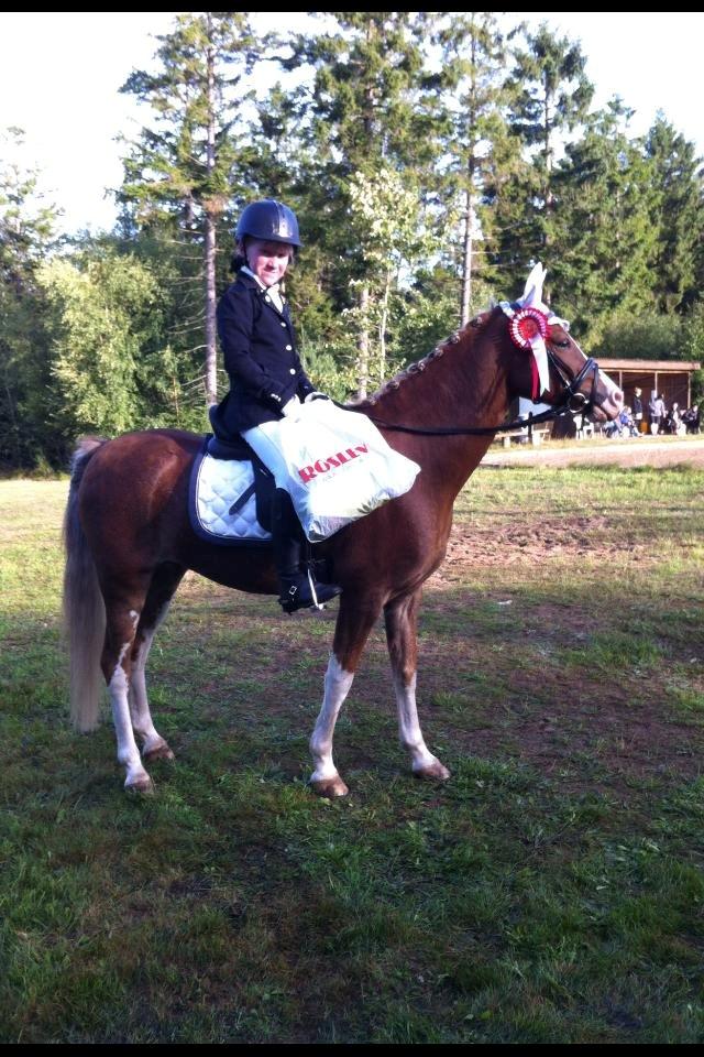 Welsh Pony (sec B) Den deel´s Romeo Savnet - Haderup billede 9