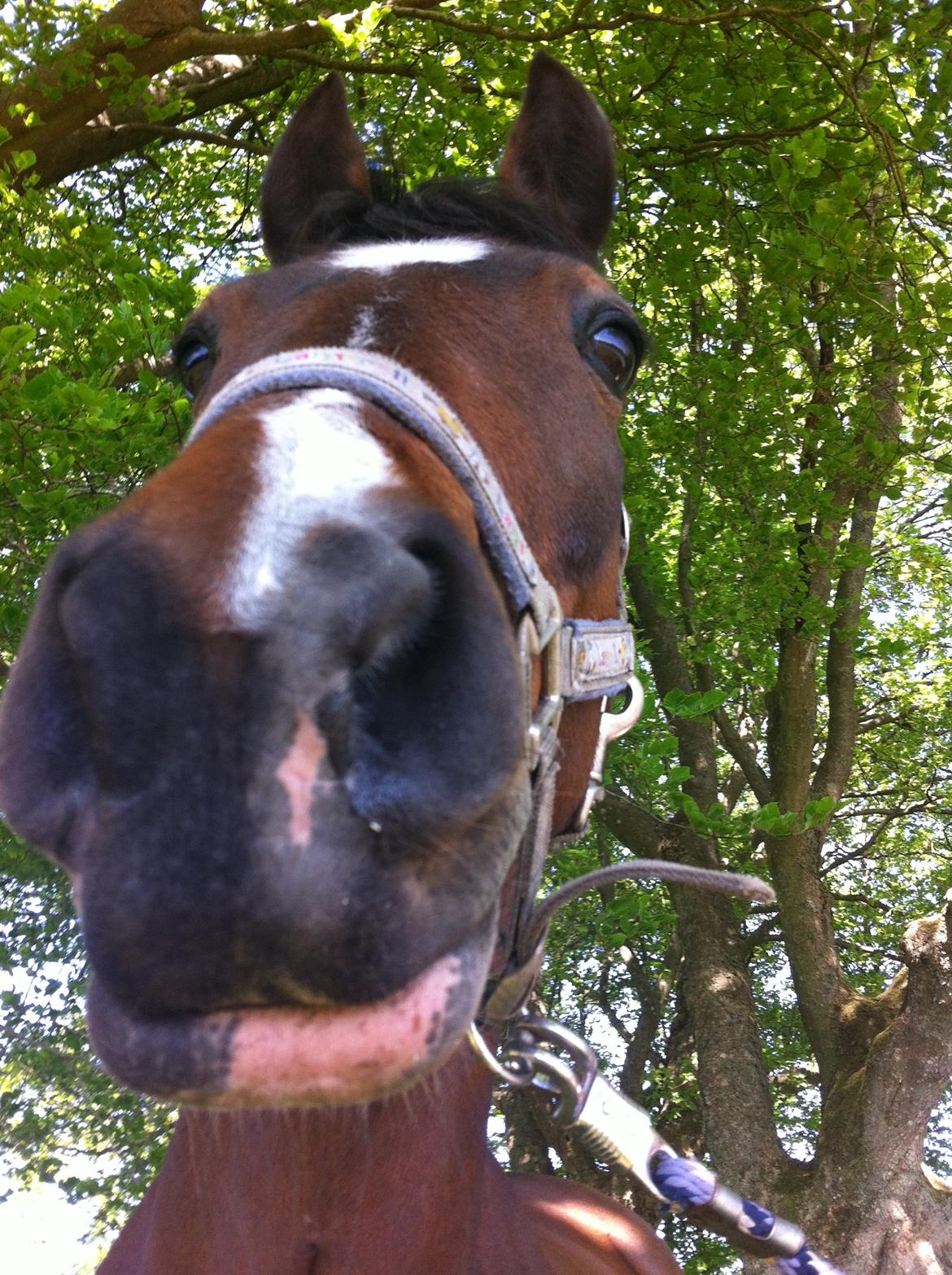 New Forest nicky billede 2