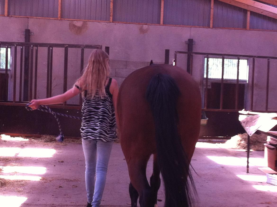 New Forest nicky billede 3