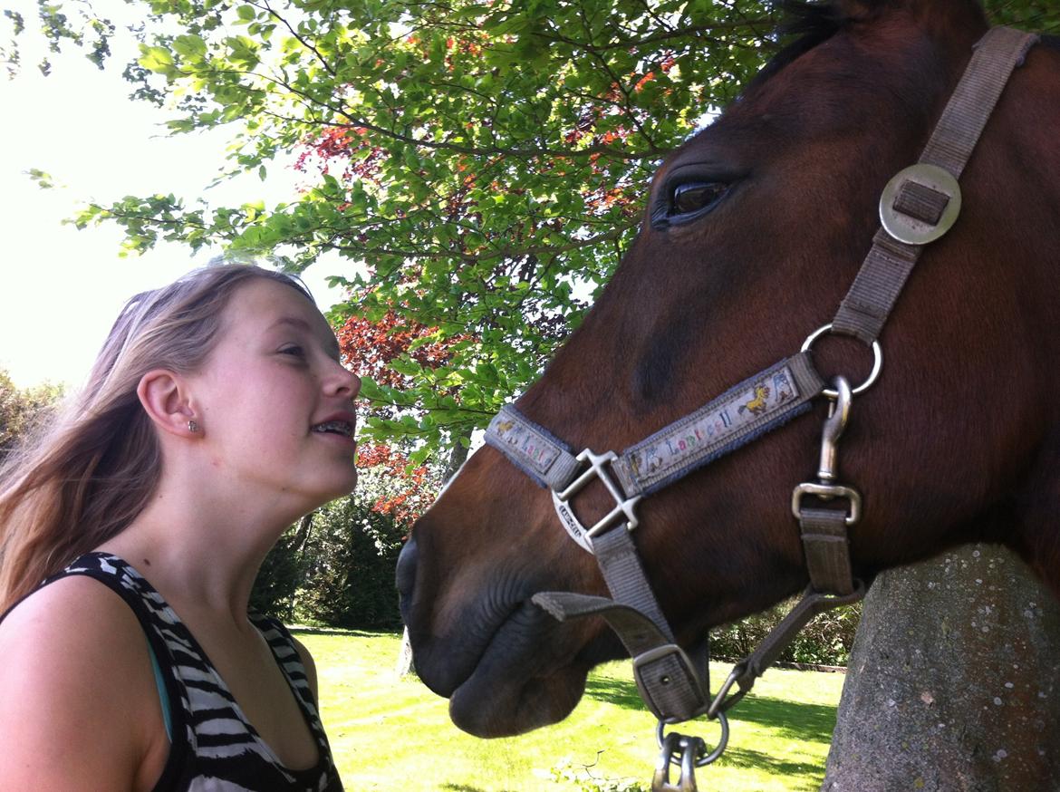 New Forest nicky billede 4