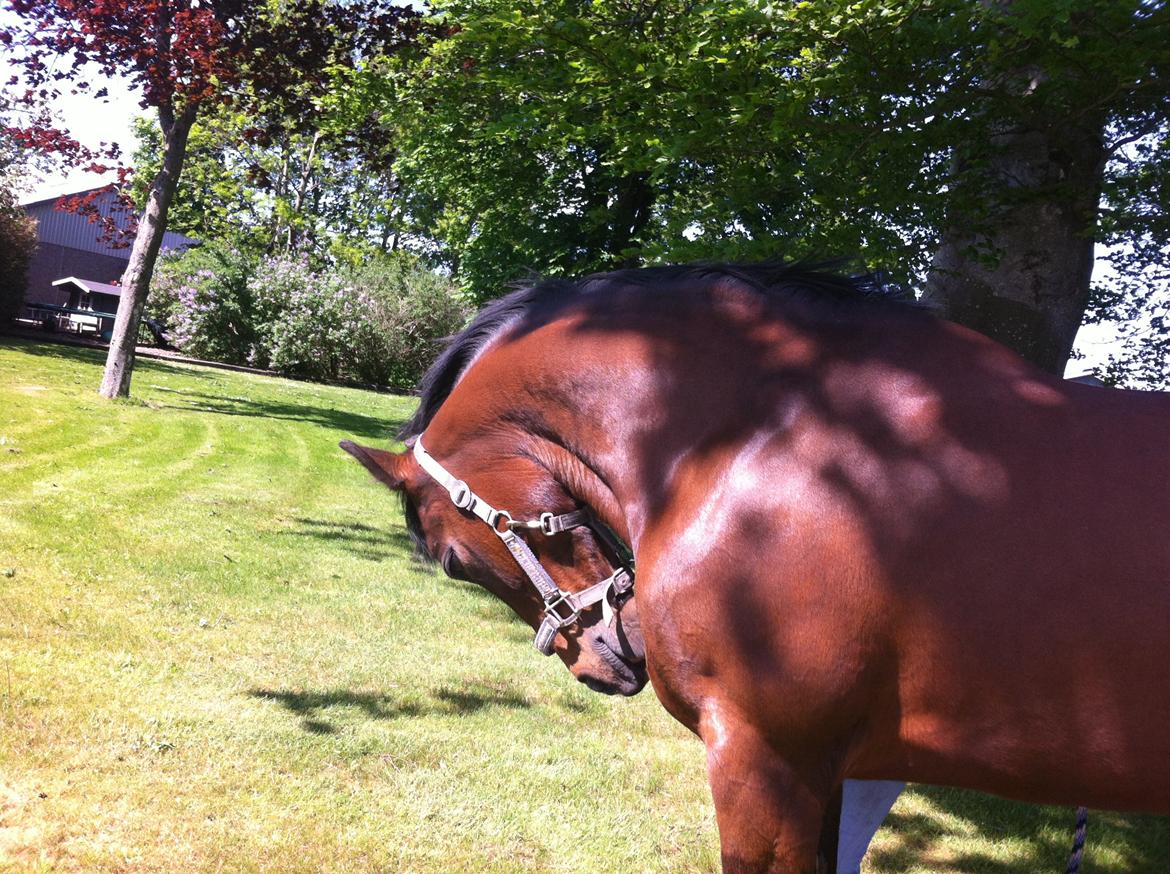 New Forest nicky billede 6