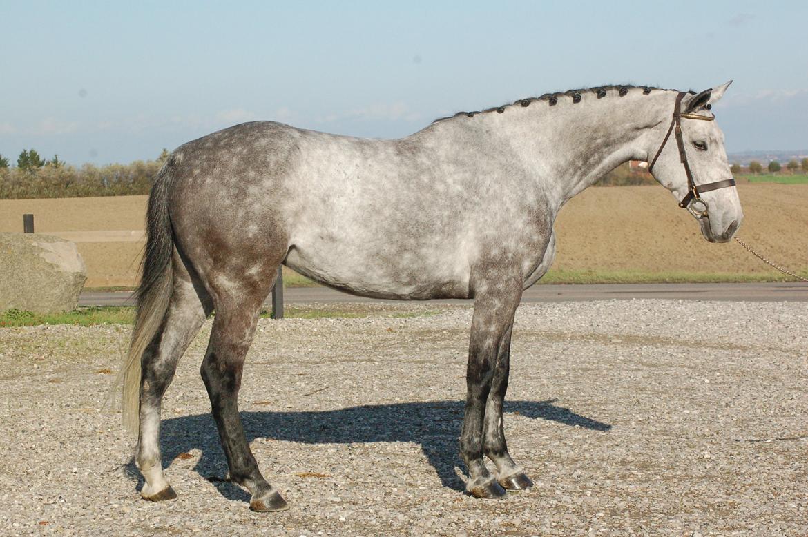 Holstener Anika (SOLGT) billede 7