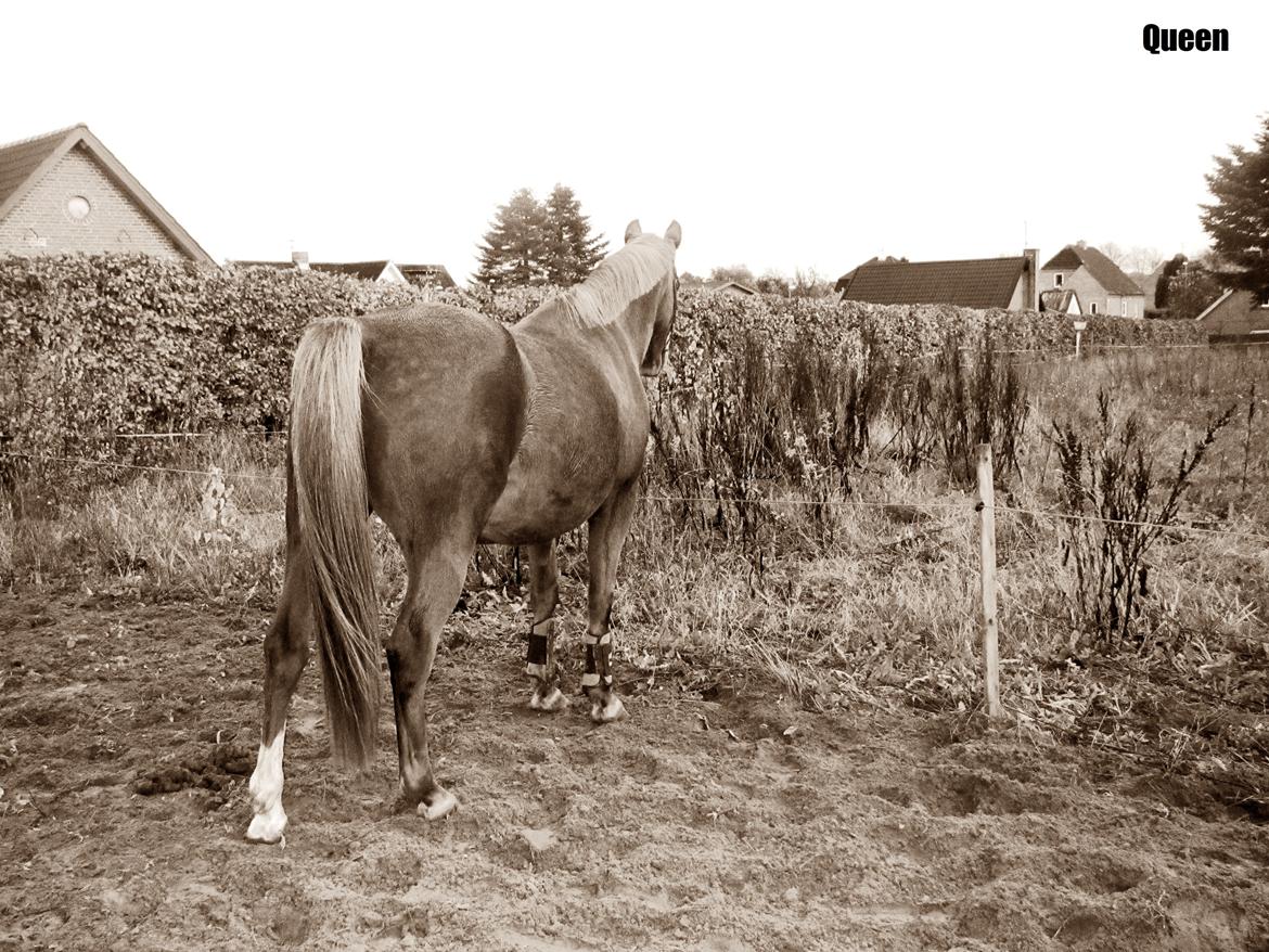 Anden særlig race Queen billede 16
