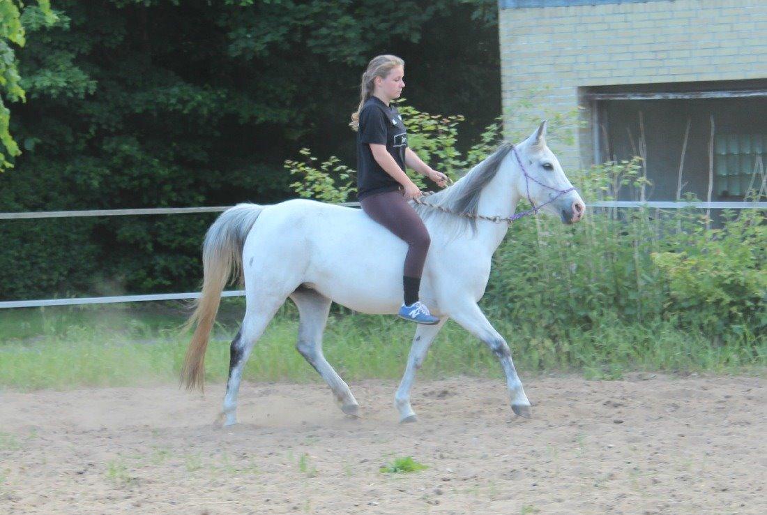 Anden særlig race Schødtsmindegårds Jody - Sommer 2013 billede 7