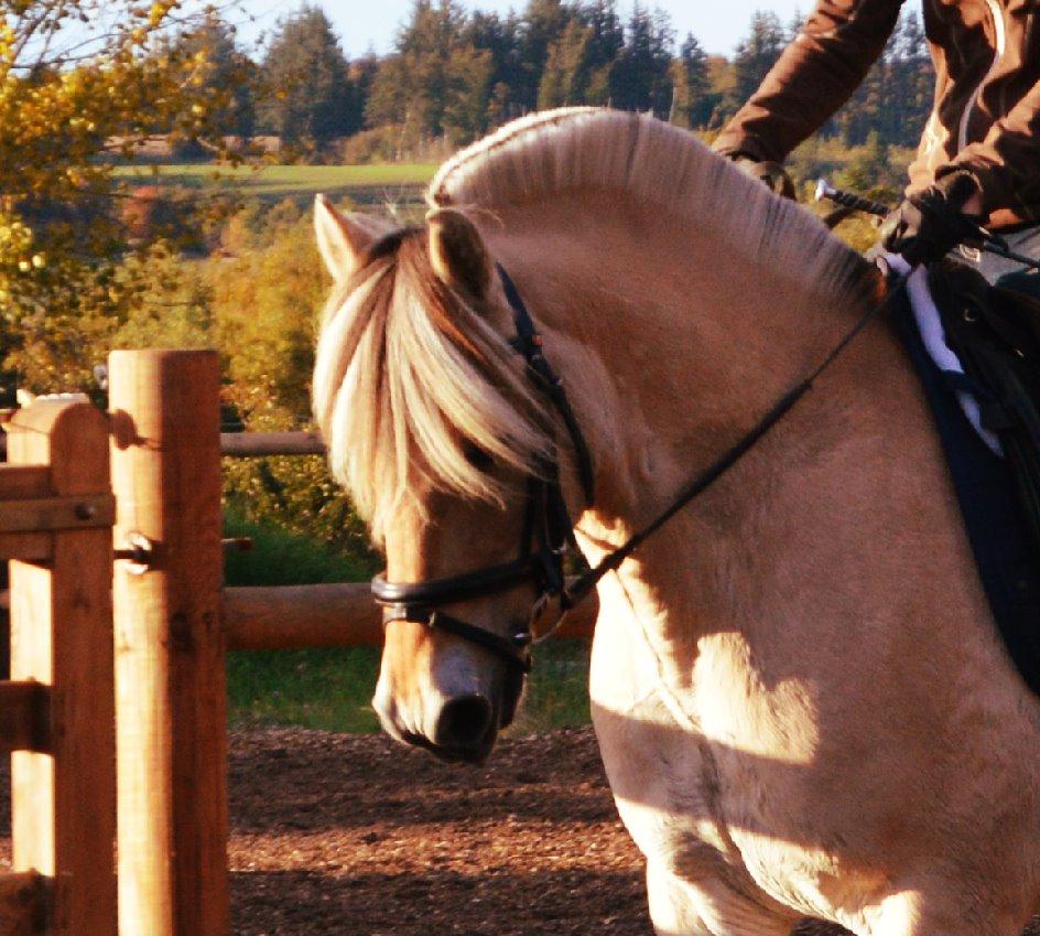 Fjordhest Ota Bøgely (ota solgryn)<33 - man er dybt koncentreret når der er hunde udenfor;P  billede 5