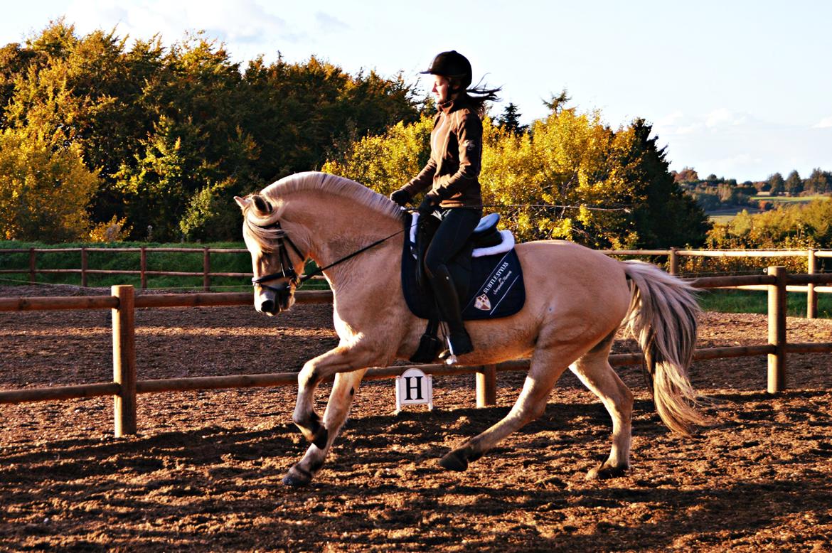 Fjordhest Ota Bøgely (ota solgryn)<33 - min smukke dreng!<3  billede 3