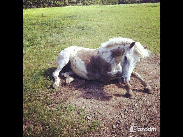 Anden særlig race Chucky billede 6
