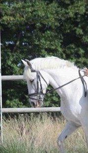 Anden særlig race Chucky billede 7