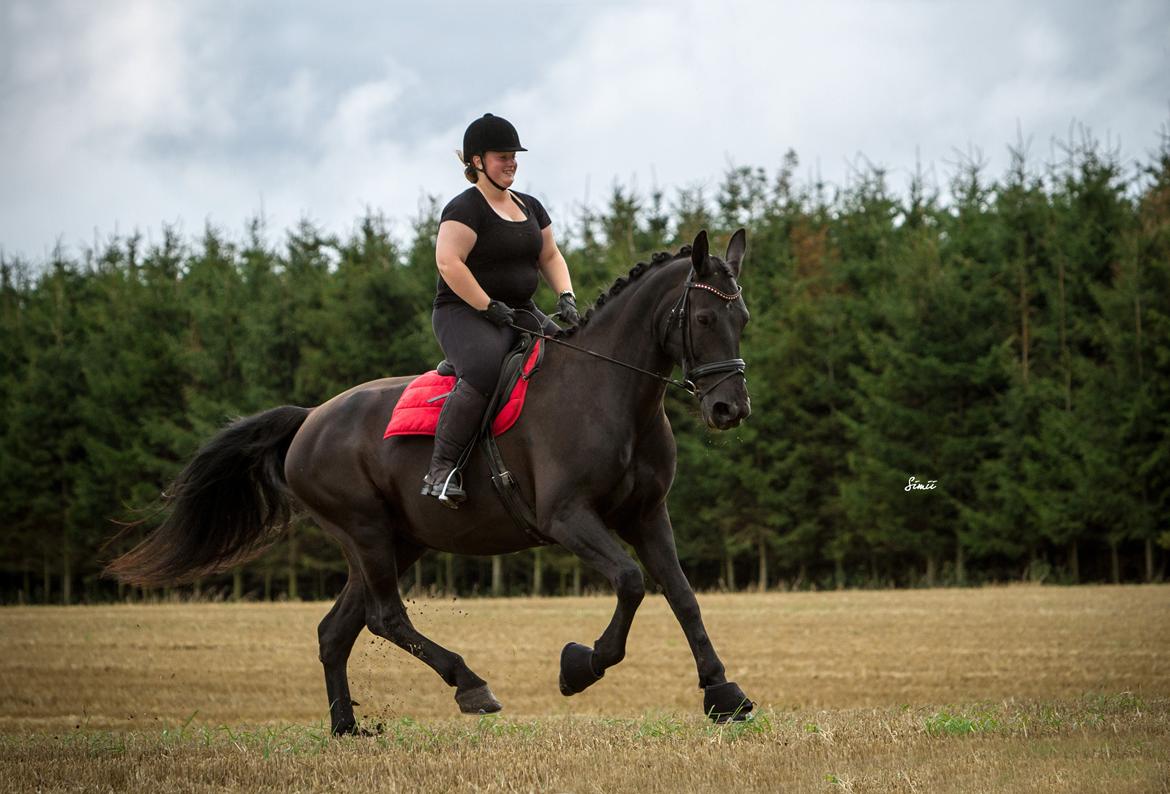 Oldenborg Bella af Hesselbjerggård - Kæmpe galop. billede 30