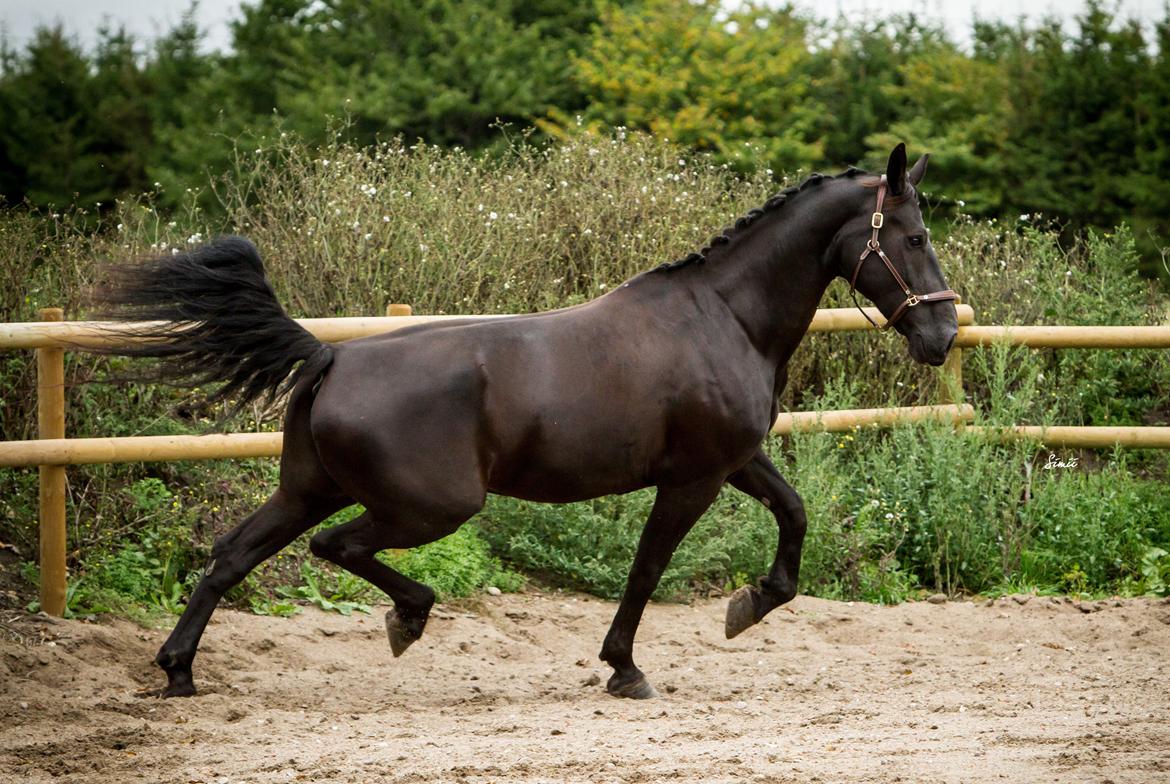 Oldenborg Bella af Hesselbjerggård - Hun var stort gående lige til det sidste. billede 33