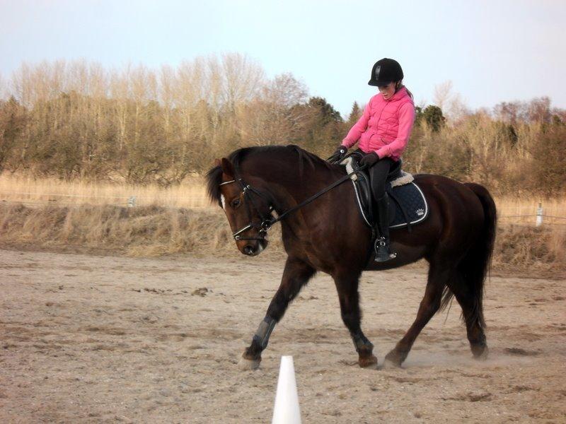 Connemara Quiva <3 - Træning, efter 4 måneder sammen. - December 2012 billede 42