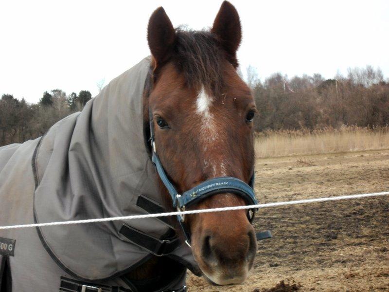 Connemara Quiva <3 - Ikke til at stå for! :`) - Februar 2013 billede 43