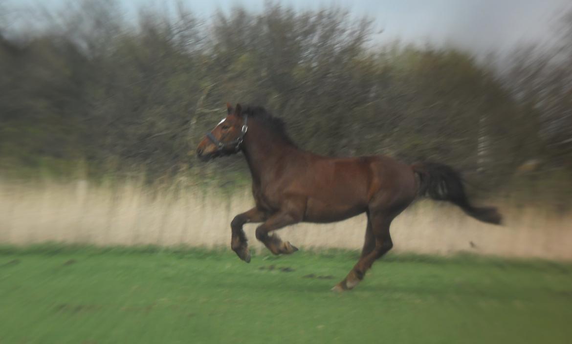 Connemara Quiva <3 - Glad for at komme på fold! :D - April 2013 billede 44