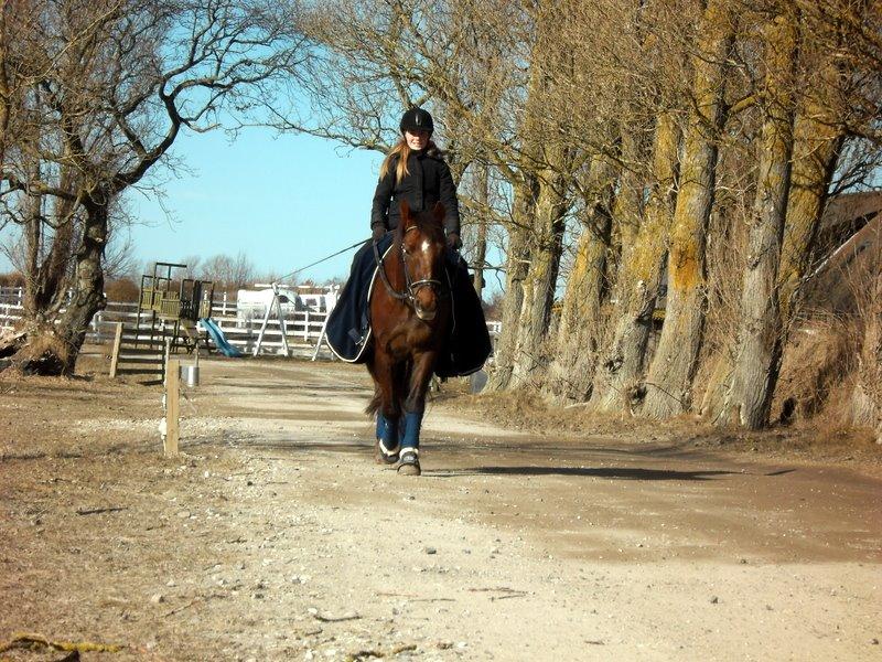 Connemara Quiva <3 - Et halvt år sammen <3 - 28/2-13 billede 45