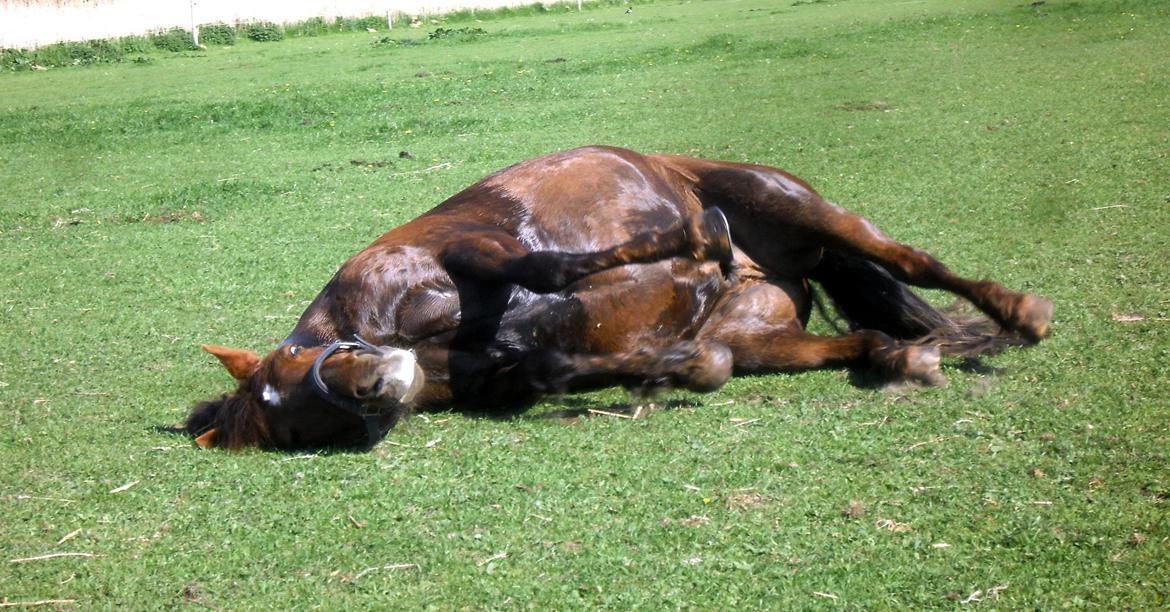 Connemara Quiva <3 - Hyggefyren :p - August 2013 billede 47