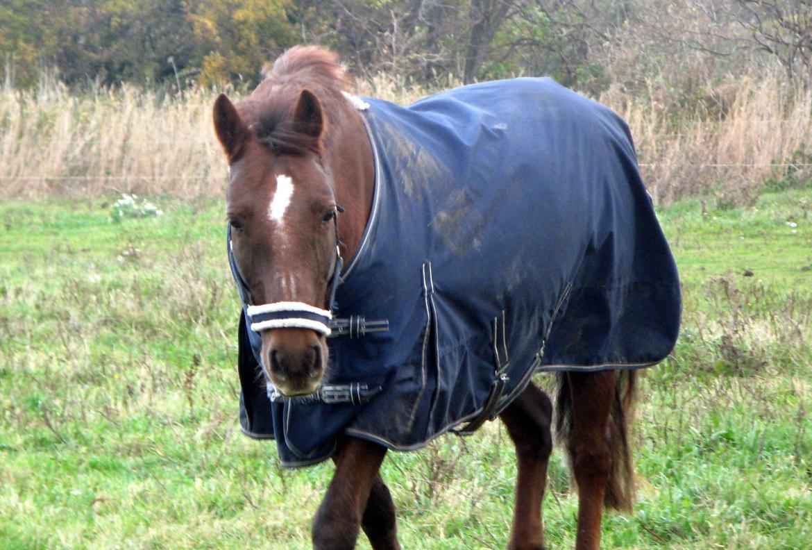 Connemara Quiva <3 - Min ponyfyr <3 - Marts 2013 billede 48