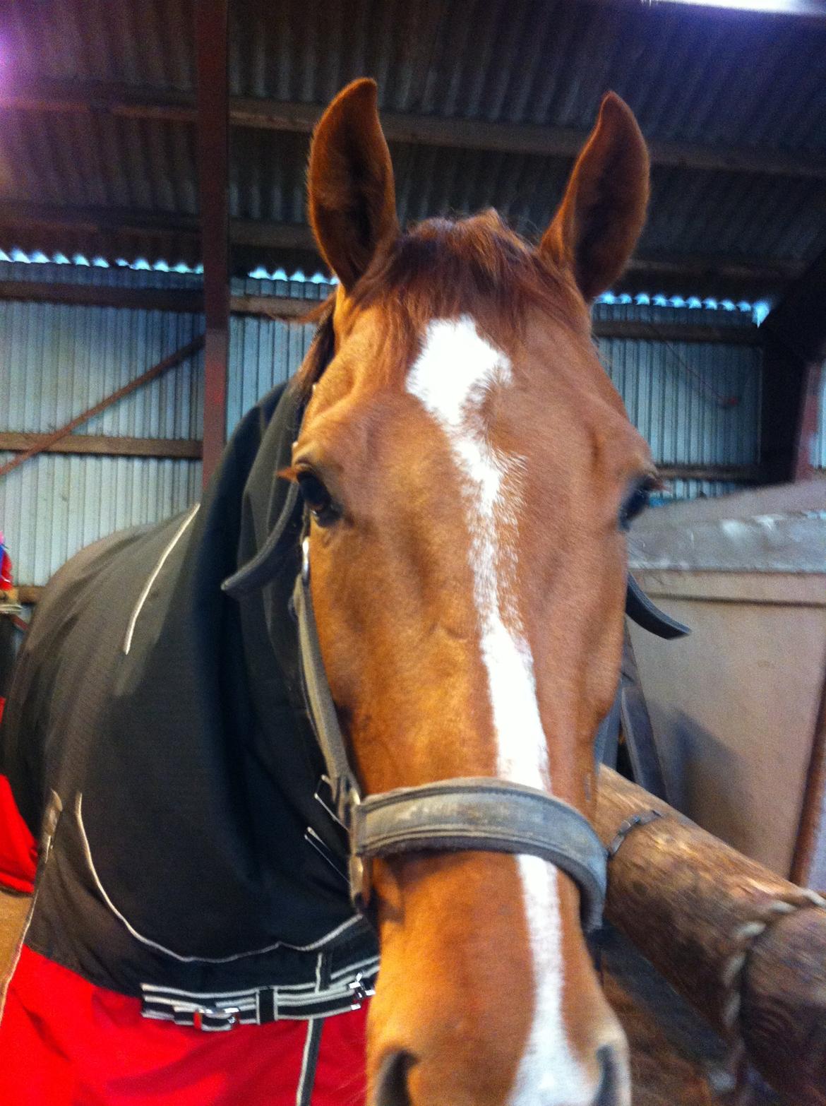 Holstener cody billede 1