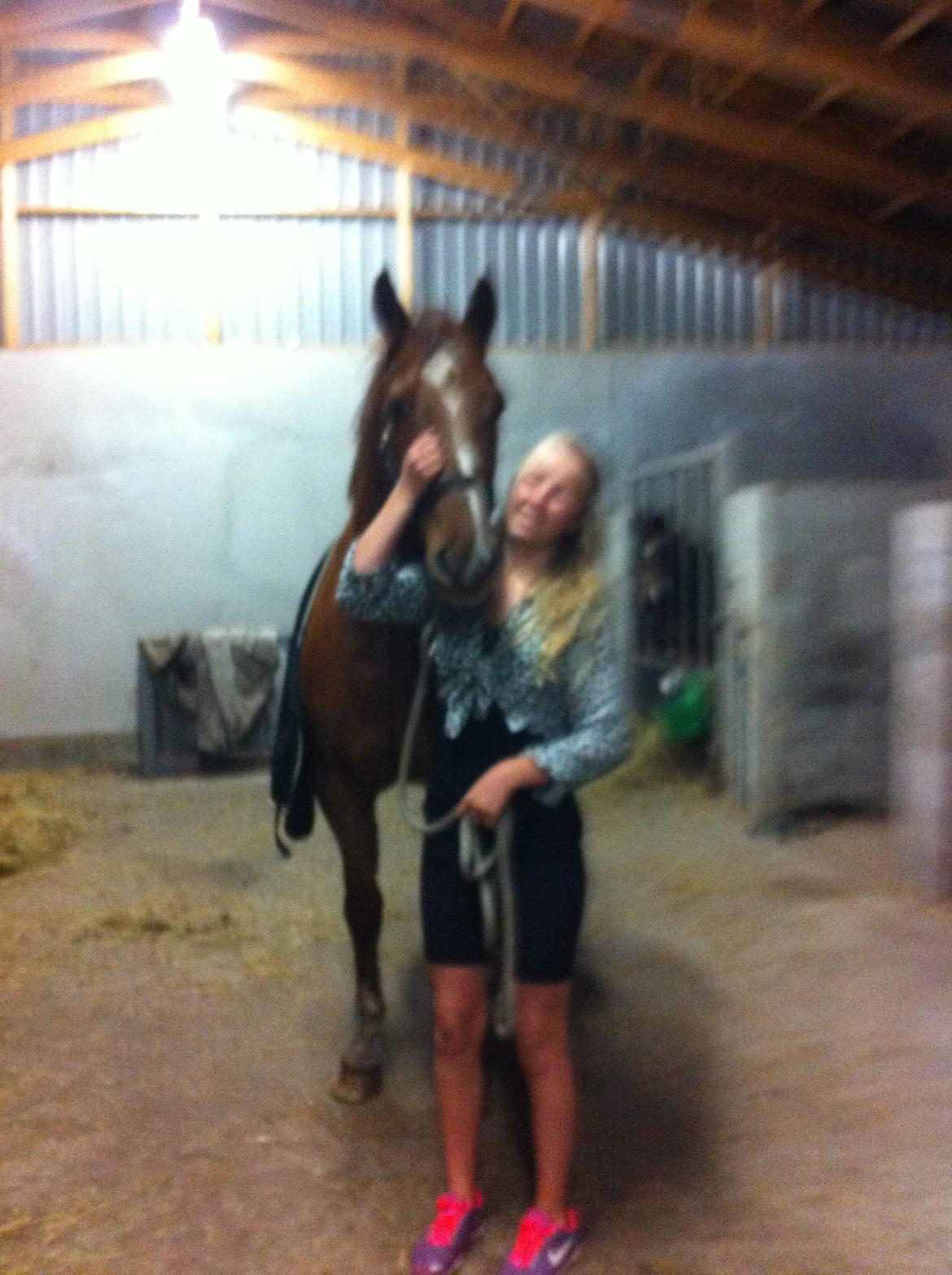 Holstener cody billede 2