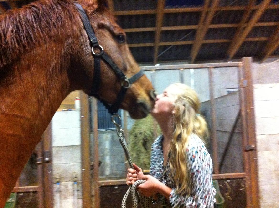 Holstener cody billede 3