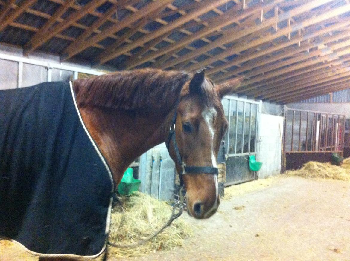 Holstener cody billede 4