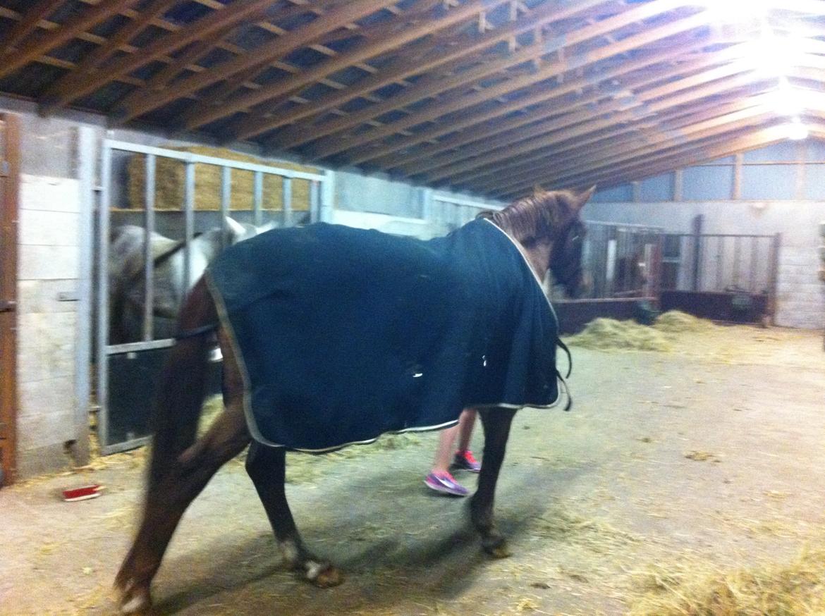 Holstener cody billede 5