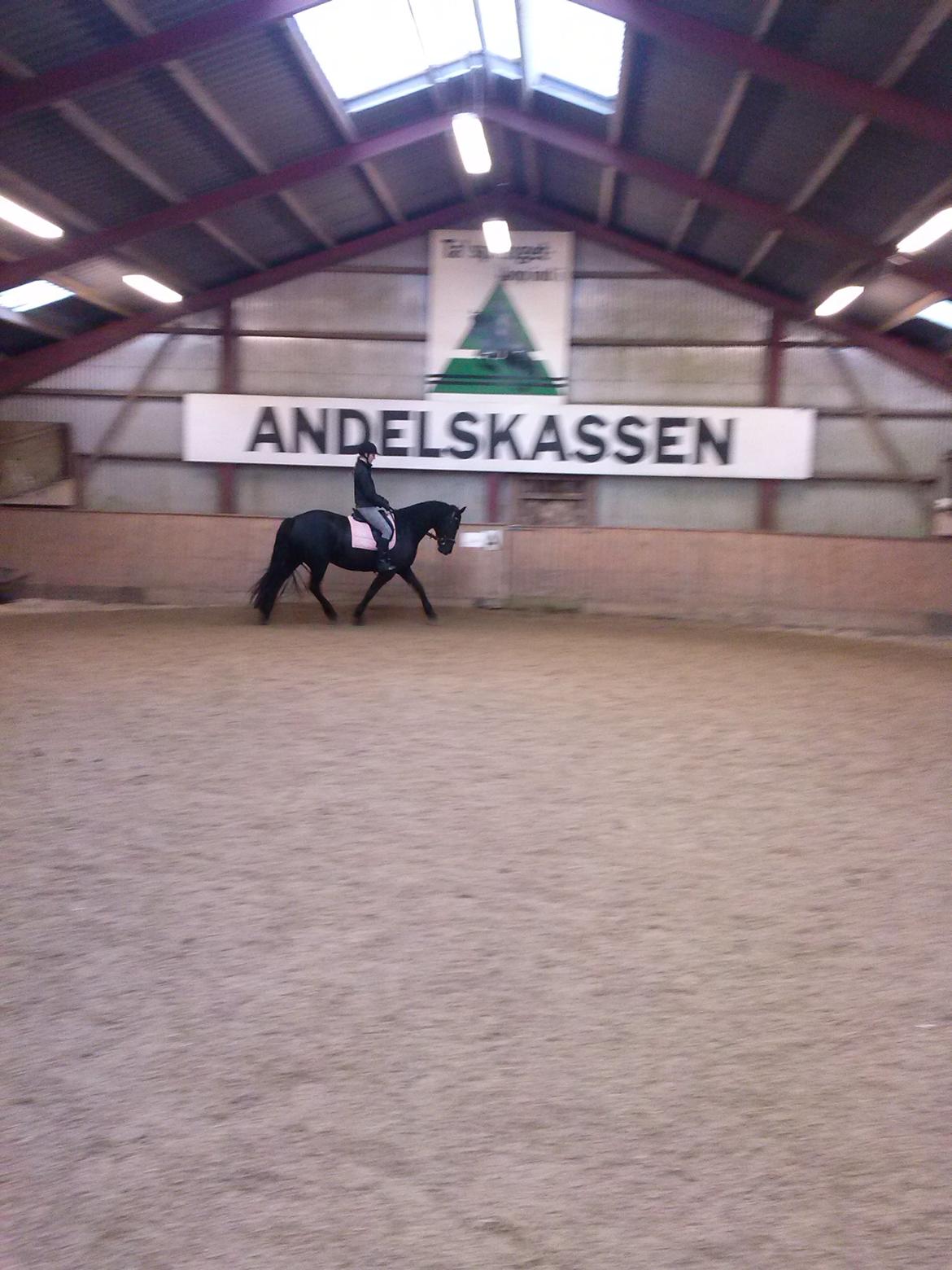 Frieser Gammelagers Zafir solgt billede 3