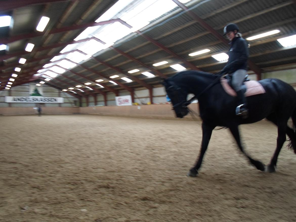Frieser Gammelagers Zafir solgt billede 6