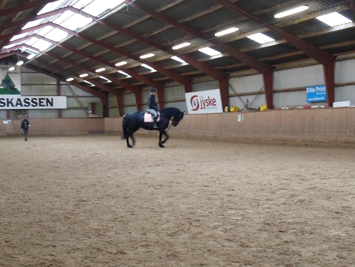 Frieser Gammelagers Zafir solgt billede 9