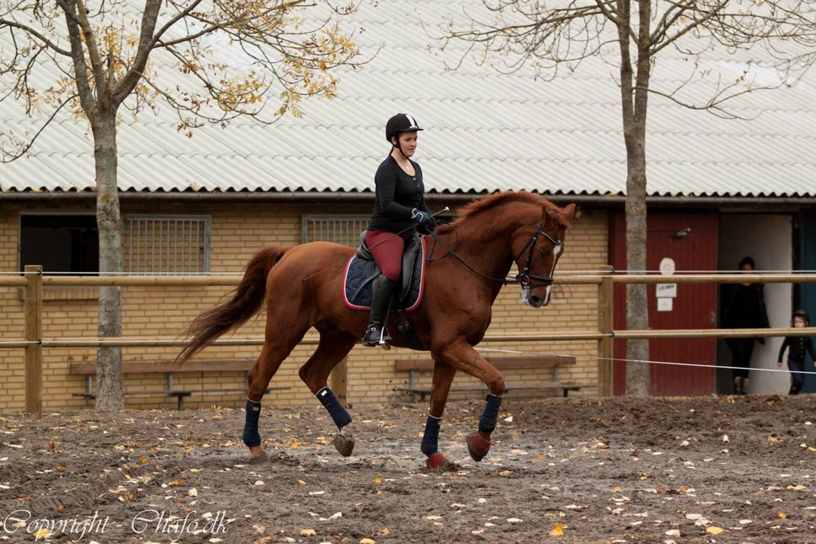 Holstener Le Poul billede 9