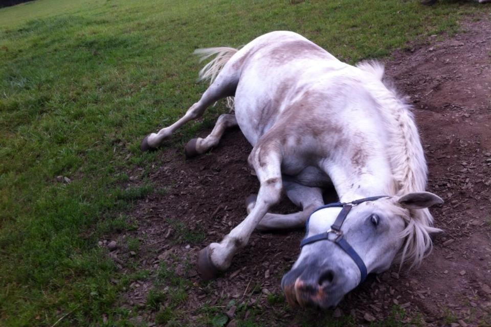 Anden særlig race Chucky billede 12