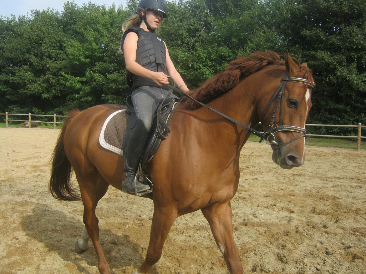 Holstener cody billede 6