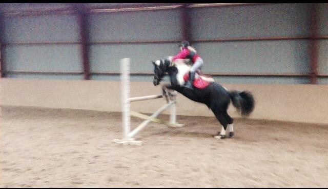 Anden særlig race Boston (en ener) (stjernen)  <3 - 1 meter billede 2