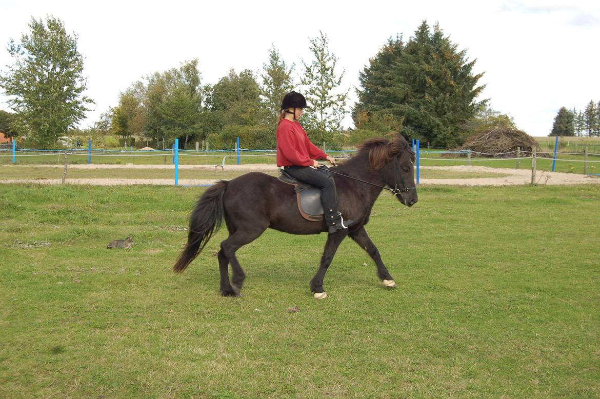 Islænder Visna fra Søborg<3 billede 6